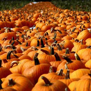 Logistics BusinessPlump Pumpkin Provision Prevents Pre-Halloween Horror Show