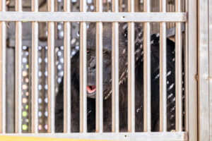 Meat Trade Chimpanzee saved