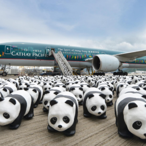 Logistics BusinessCathay Cargo use New Technology to Transport Giant Panda