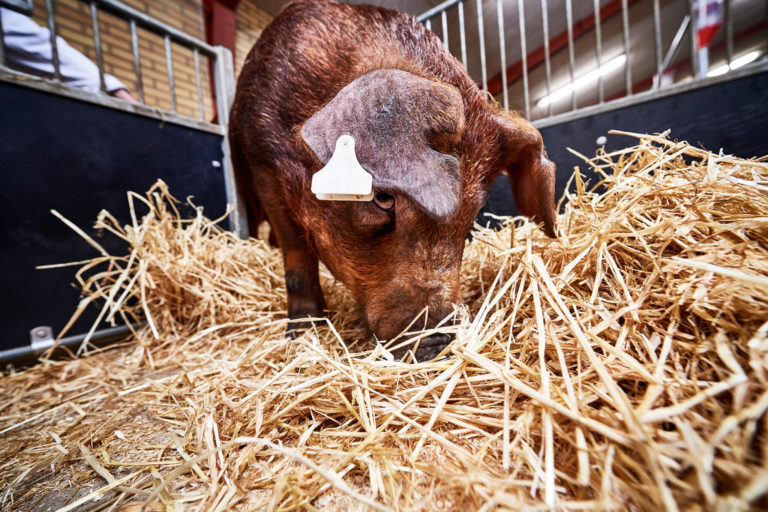 Ergonomics in a Pig Breeding Warehouse