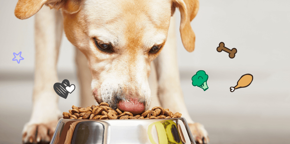 Tails Wagging at US Pet Food Retailer Thanks to New WMS