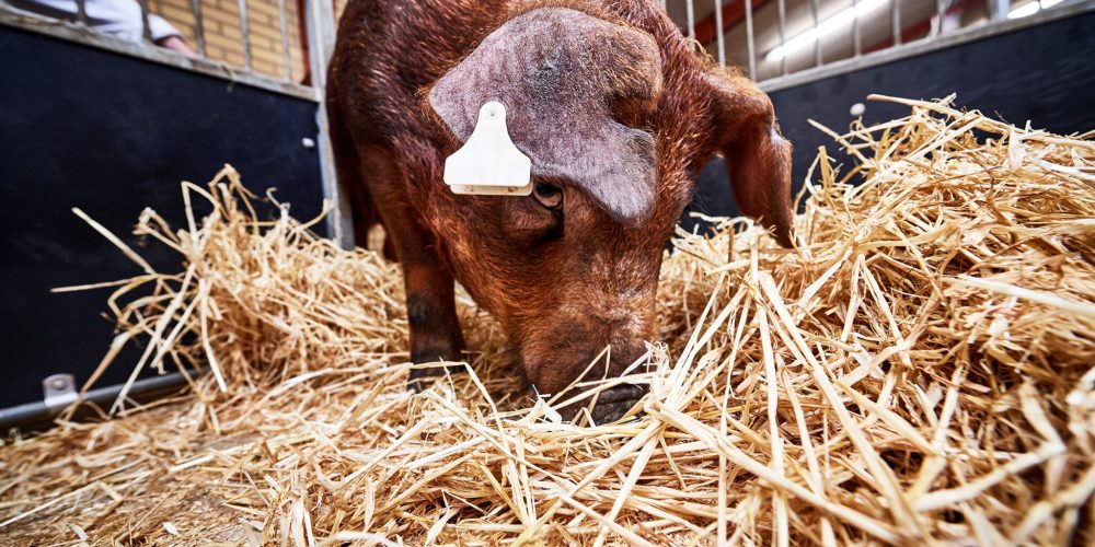 DSC_8675_2400x1600px_sep24-scaled